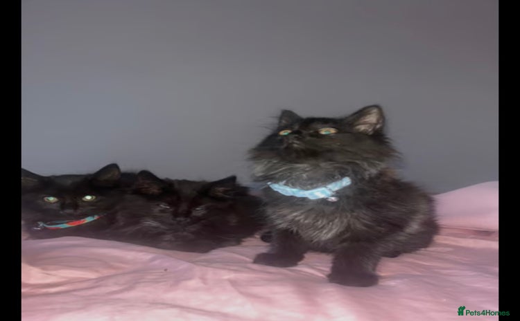 British Longhair cats - Advert 1