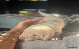 Labrador Retriever dogs for sale: EXCELLENT &UNIQUE LAB PUPPIES AV 12 NOV £1450 - Image 26