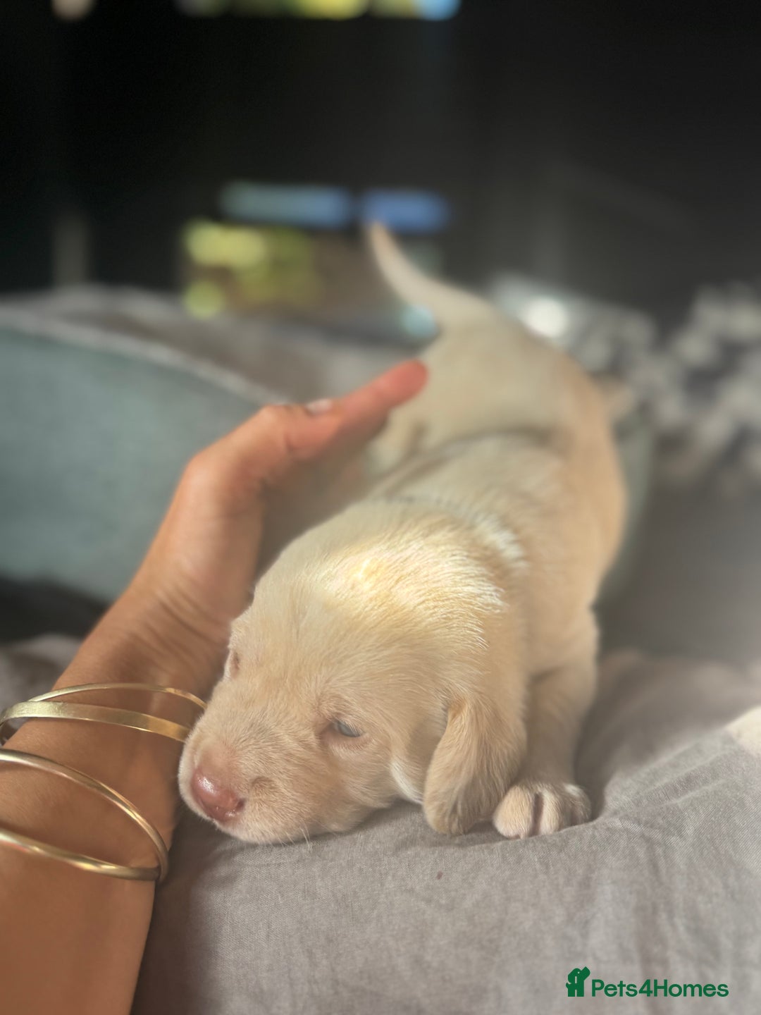 Labrador Retriever dogs for sale: EXCELLENT &UNIQUE LAB PUPPIES AV 12 NOV £1450 - Image 26