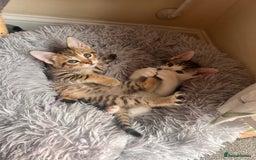 Toyger cats for sale: Adorable kitten  - Image 16