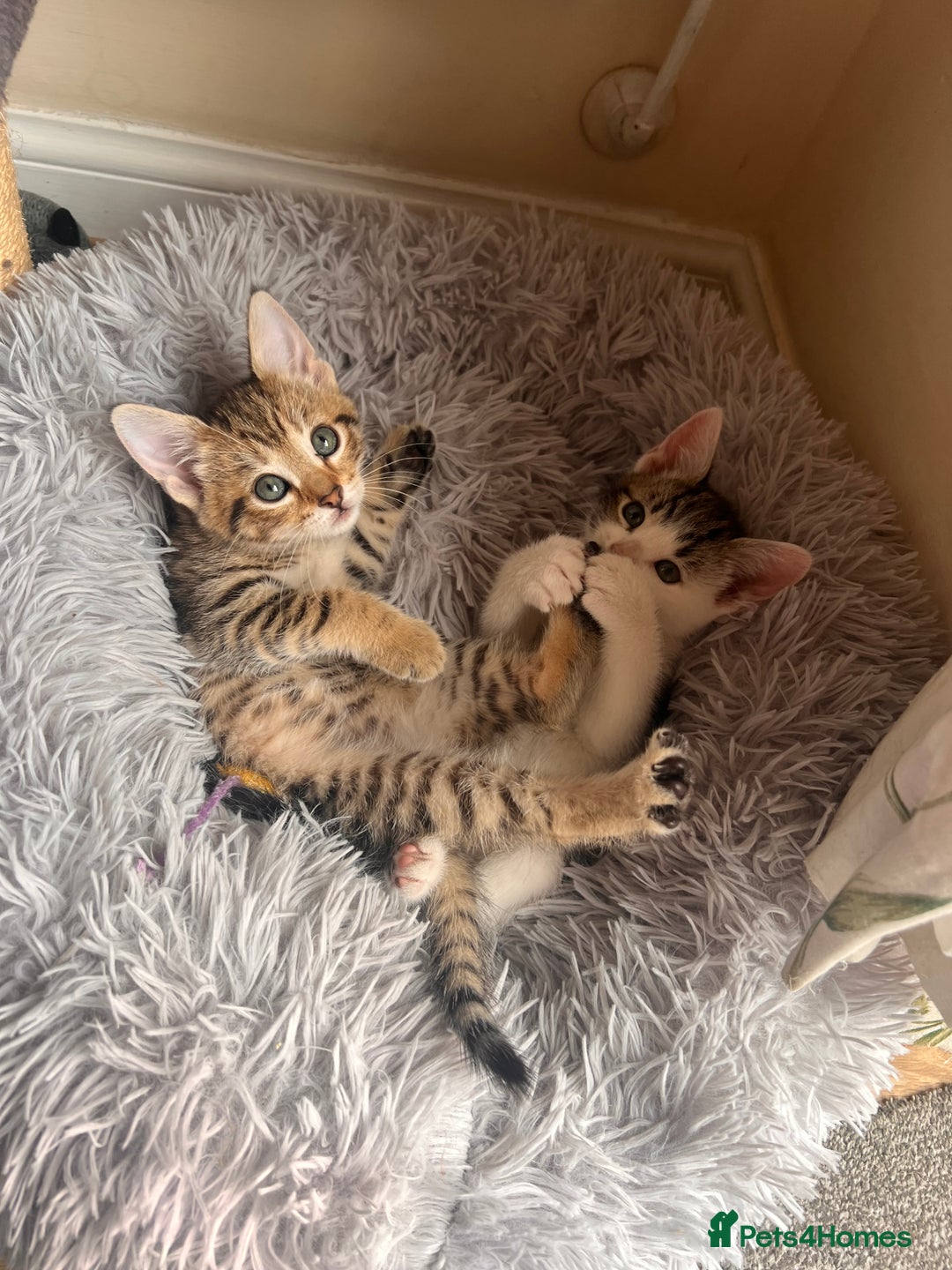 Toyger cats for sale: Adorable kitten  - Image 16