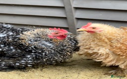 Chickens poultry for sale: Laying pekin bantam  in Ware - Image 2