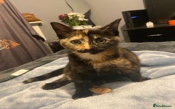 Persian cats for sale: Persian tabby cat - Image 4