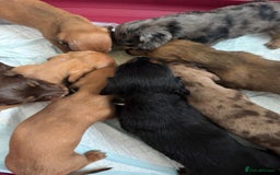 Dachshund dogs for sale: Miniature dachshunds for sale  - Image 3