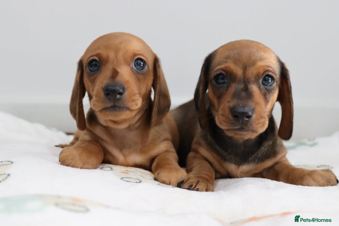 Miniature Dachshund dogs for sale: Ready now Miniature smoothhaired dachshunds - Image 4
