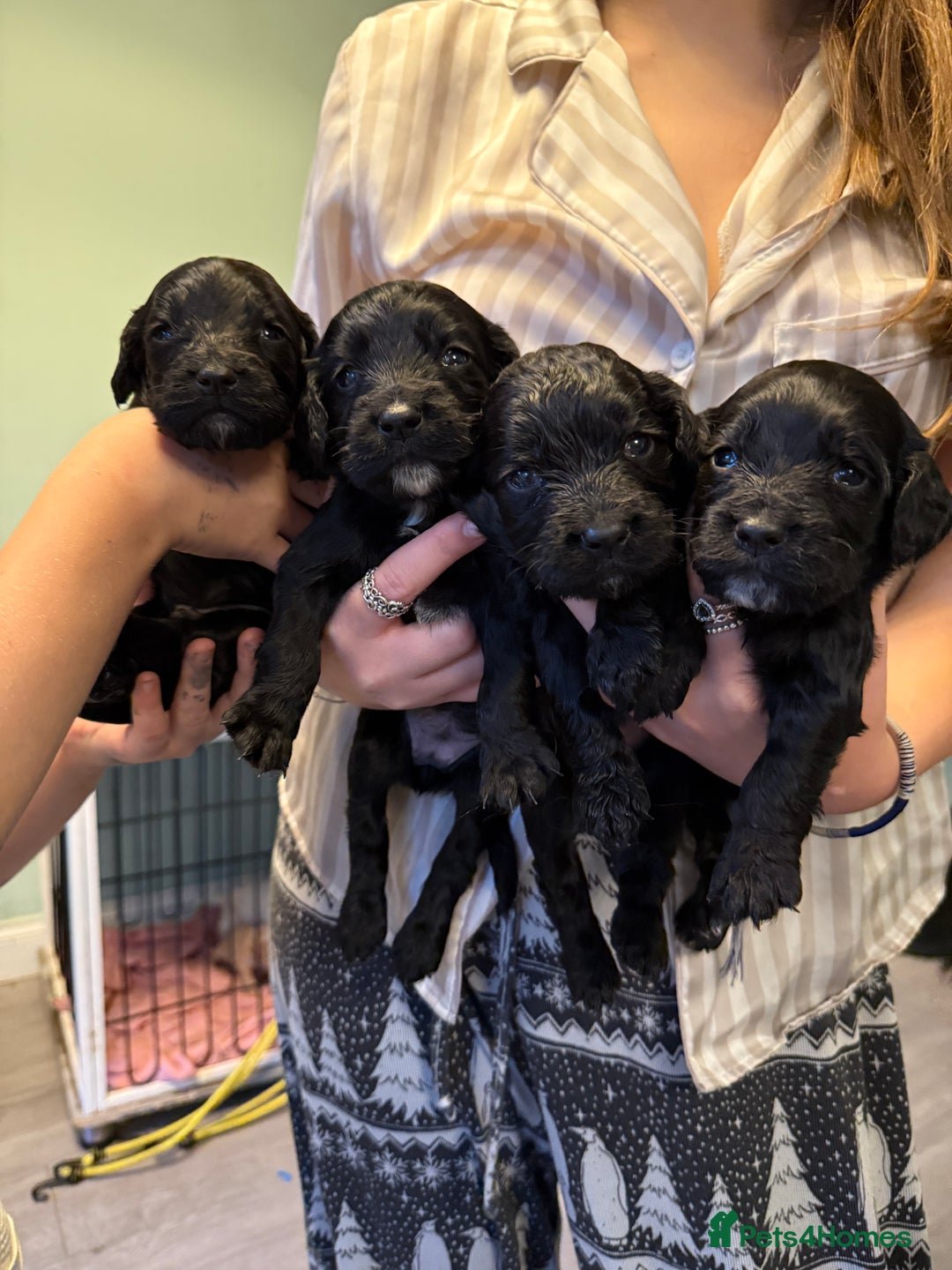 Cocker Spaniel dogs for sale: Cocker spaniel puppies - Image 2