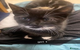 Mixed Breed cats for sale: kittens for sale - Image 1