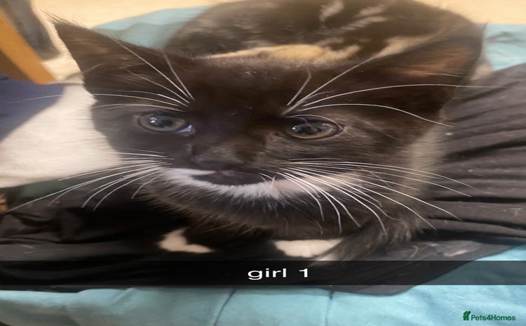 Mixed Breed cats - Advert 2