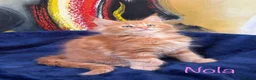 Maine Coon cats for sale: Beautiful Maine Coon Kittens-Ready Soon - Advert 19
