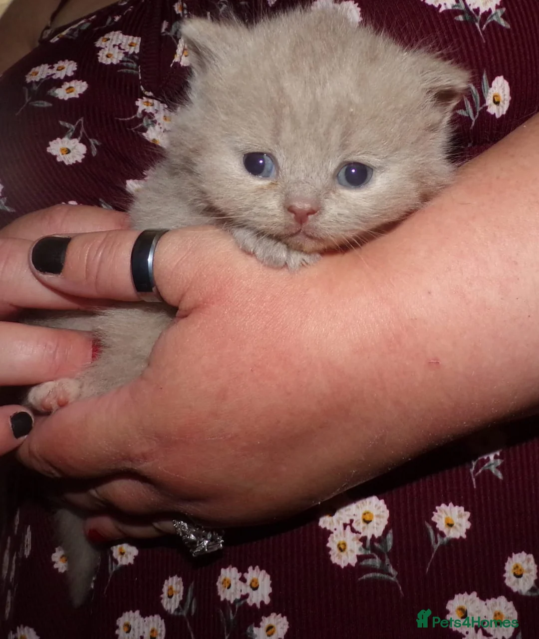 British Shorthair cats for sale: 💜 Precious Litter Of BSH Kittens 💜 - Advert 39