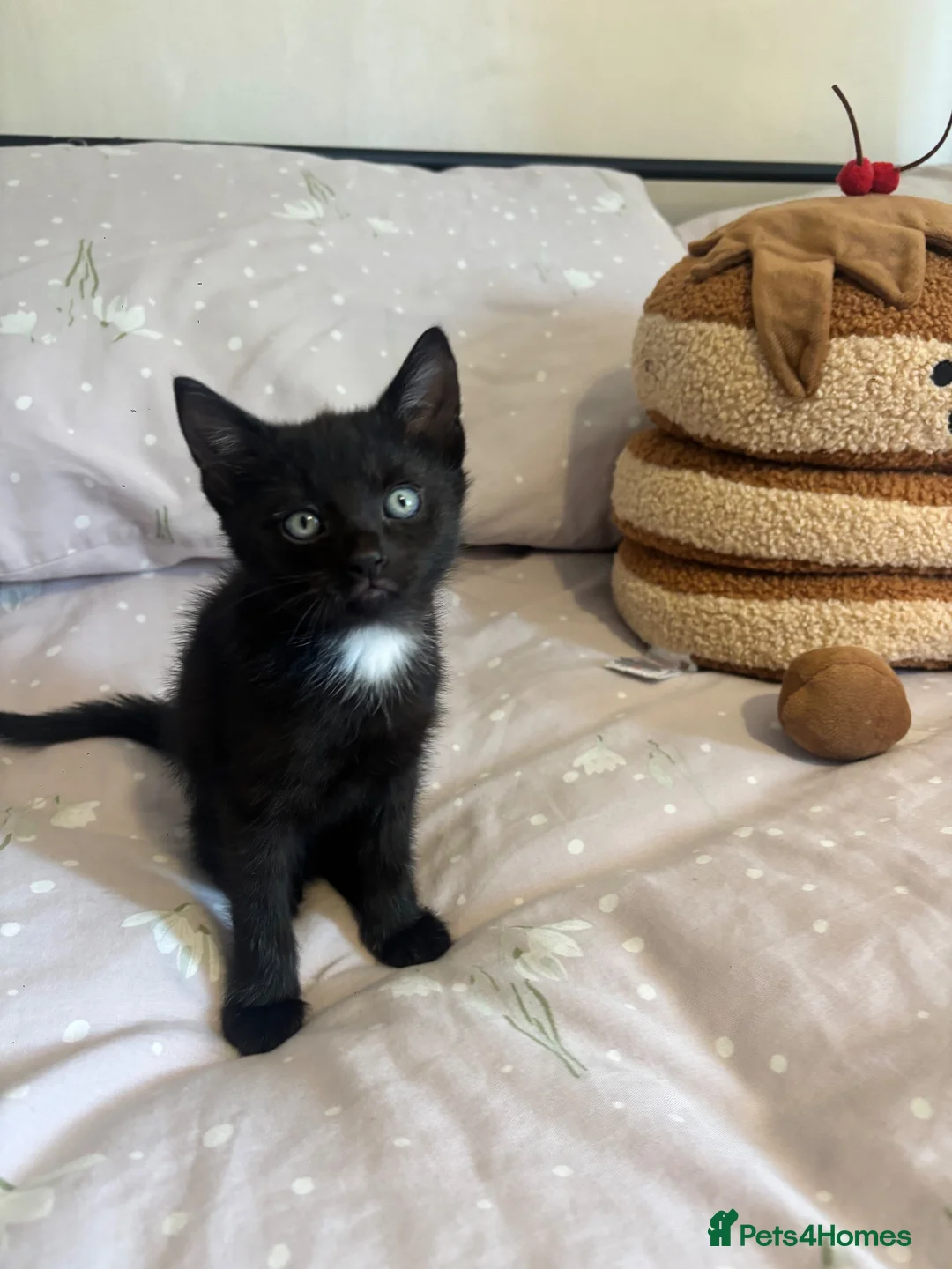 Domestic Shorthair cats for sale: 3 black kittens  - Advert 1