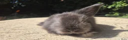 Angora rabbits for sale: 🩷 FULL FACE ANGORA BABIES- PARENTS FROM🇫🇷 - Advert 20