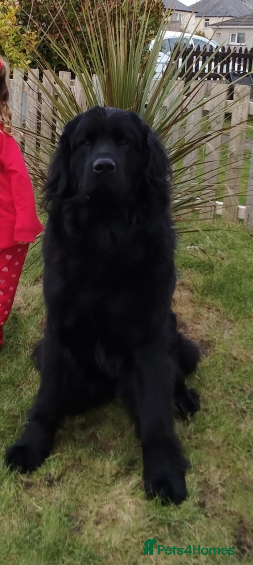 Newfoundland dogs KC Registered Black Male Newfoundland for Stud - Advert 1