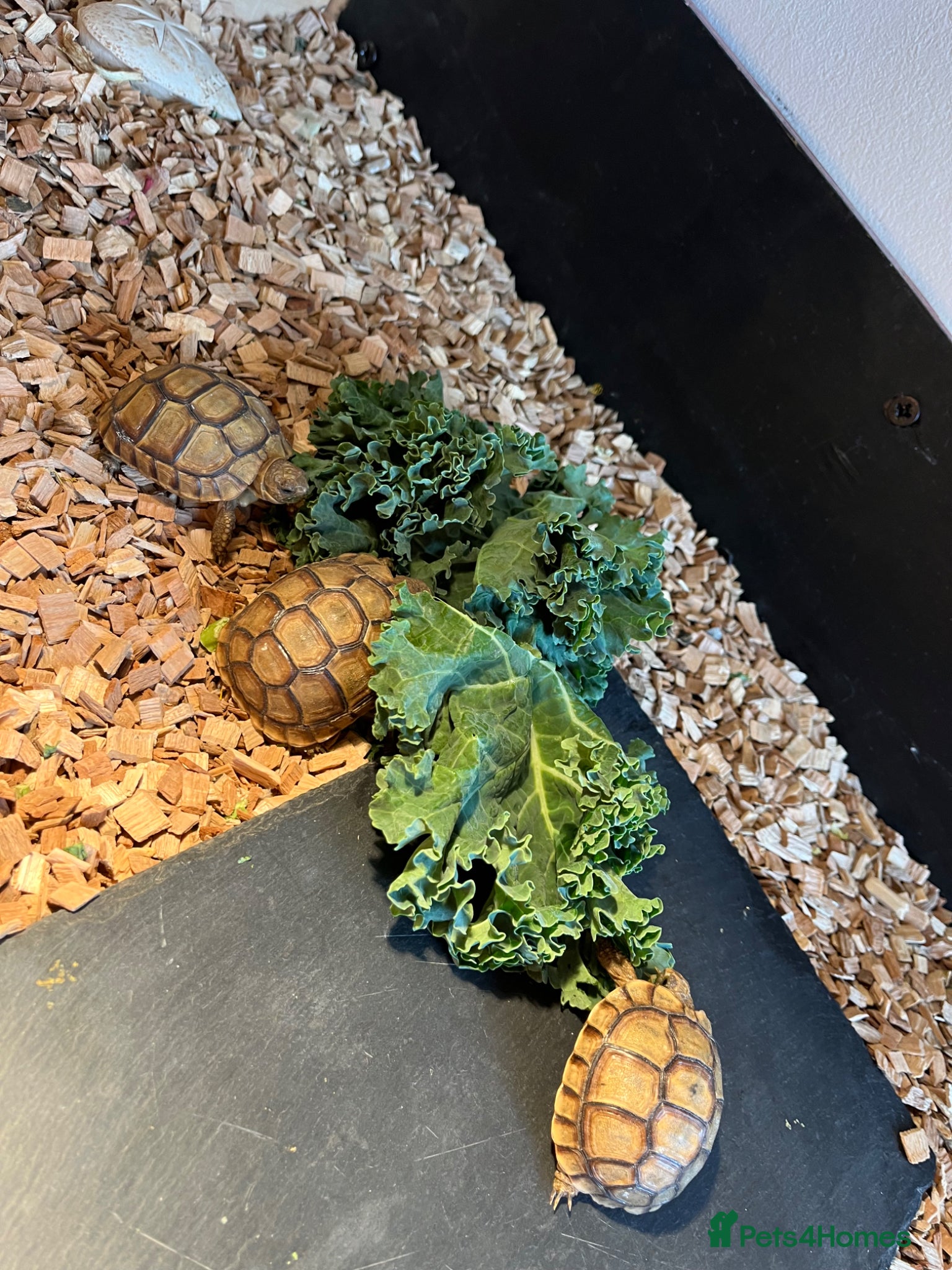 Tortoise reptiles 2 LEFT BABY GREEK TORTOISE  - Advert 16