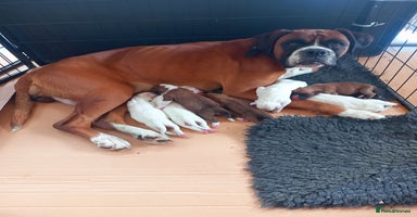 Boxer dogs - Advert 2