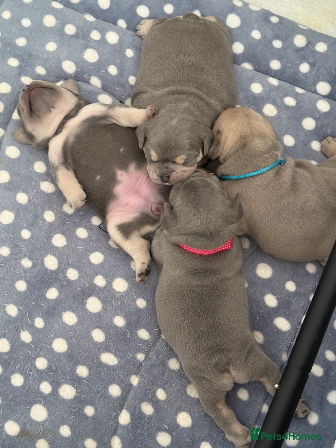 French Bulldog dogs for sale: French Bulldogs - Image 5