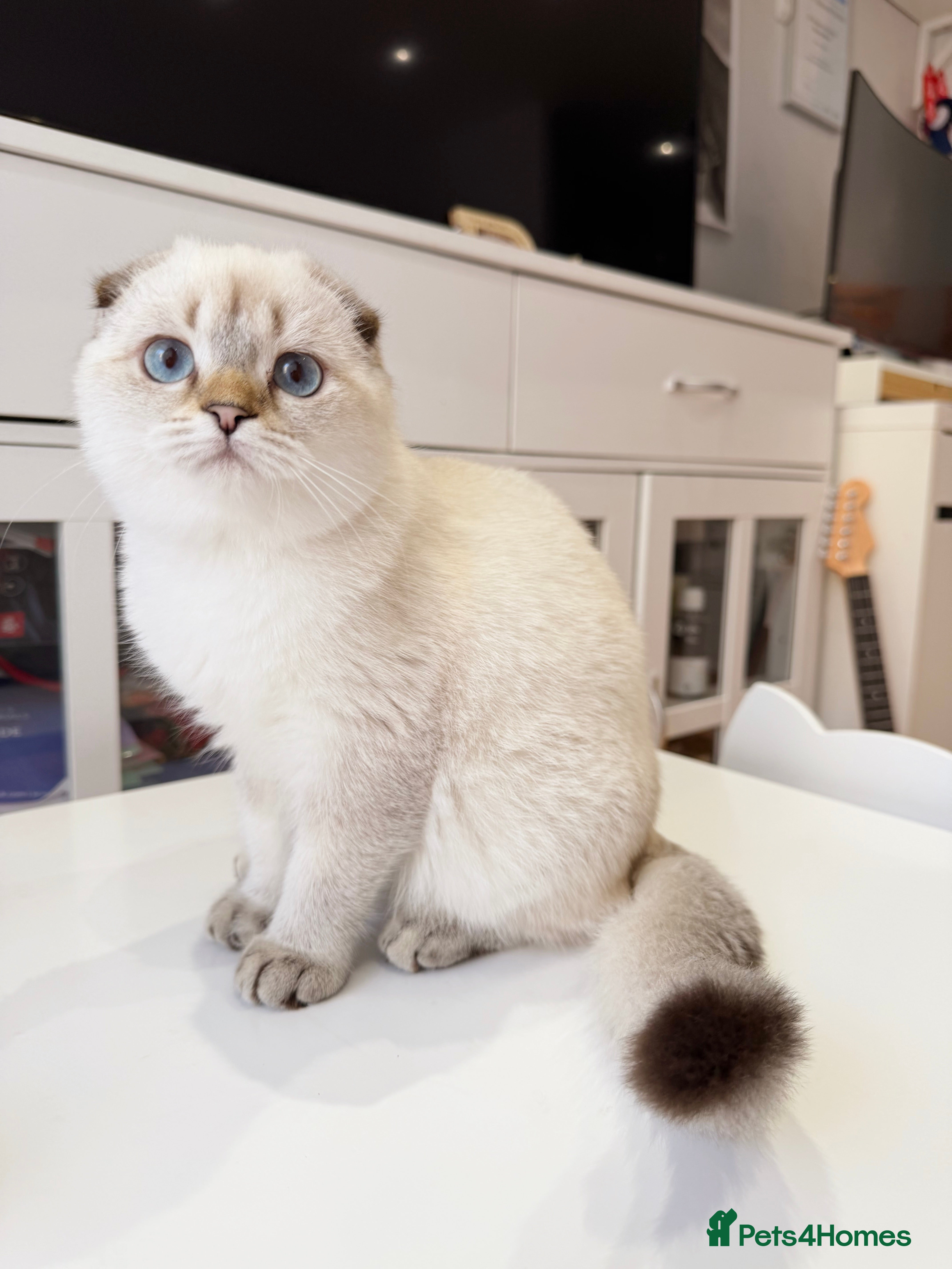 Scottish Fold cats 💙🐾 **Gorgeous Scottish Fold Boy ** - Advert 2