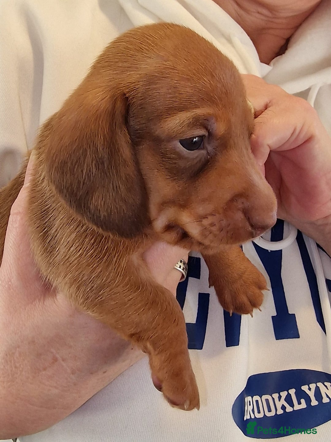 Miniature Dachshund dogs for sale: Beautiful  miniature  dachshund puppies for sale - Advert 8