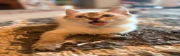 Ragdoll cats for sale: 💖 Stunning Ragdoll Kittens GCCF LAST ONE (Girl) - Advert 24