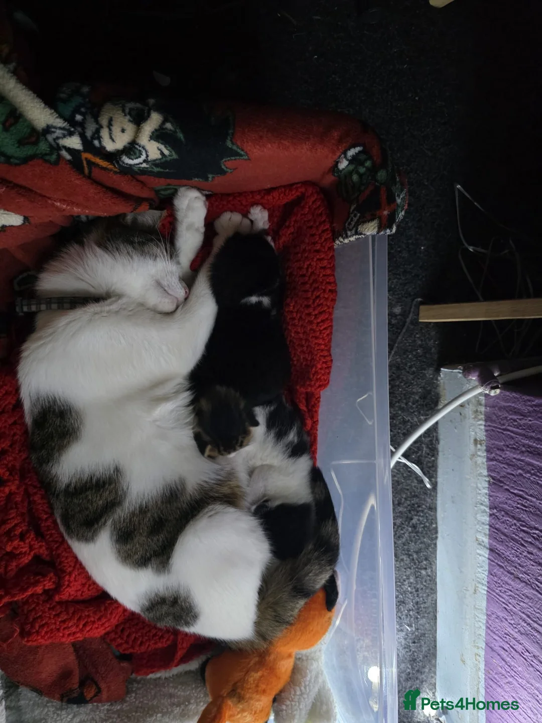 Mixed Breed cats for sale: Can't afford to keep and to many to manage  - Advert 12