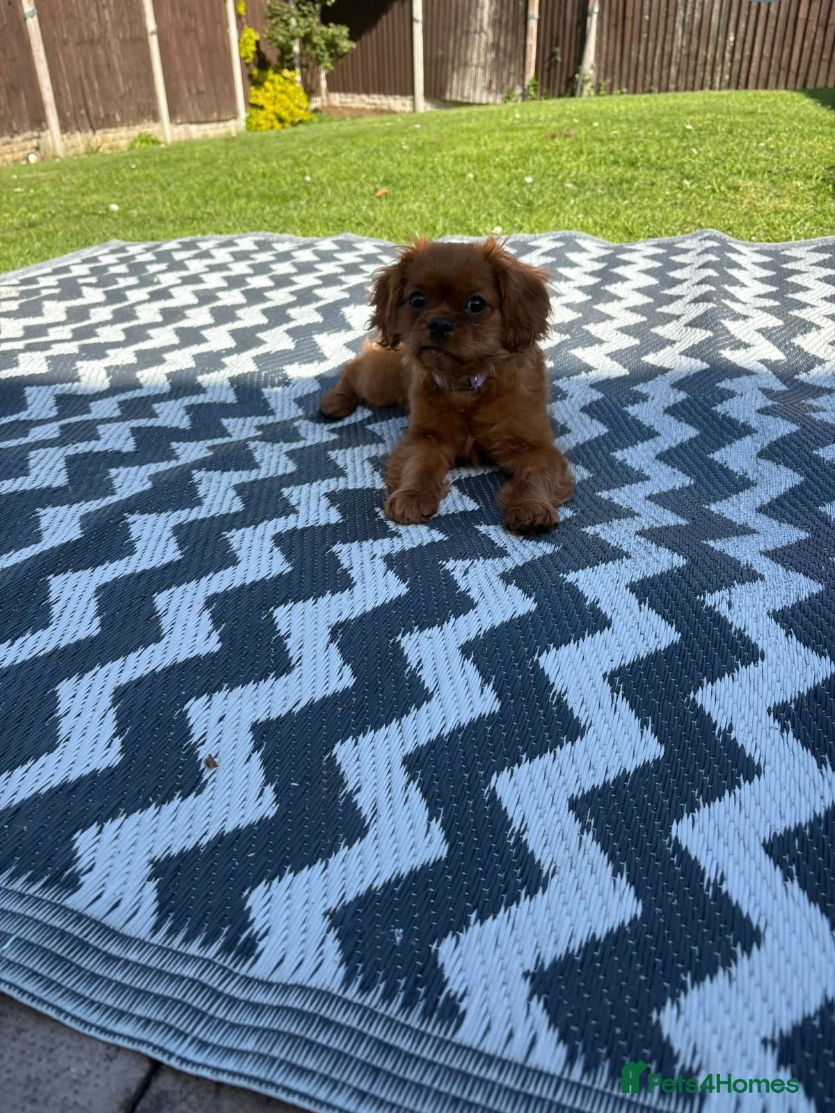 Cavalier King Charles Spaniel dogs Cavalier king Charles  - Advert 2