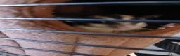 Sugar Glider rodents for sale: Bonded pair of gliders and in pouch joey  - Advert 3