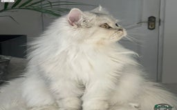 Persian cats for sale: Silver Persian chinchilla kitten - Image 2