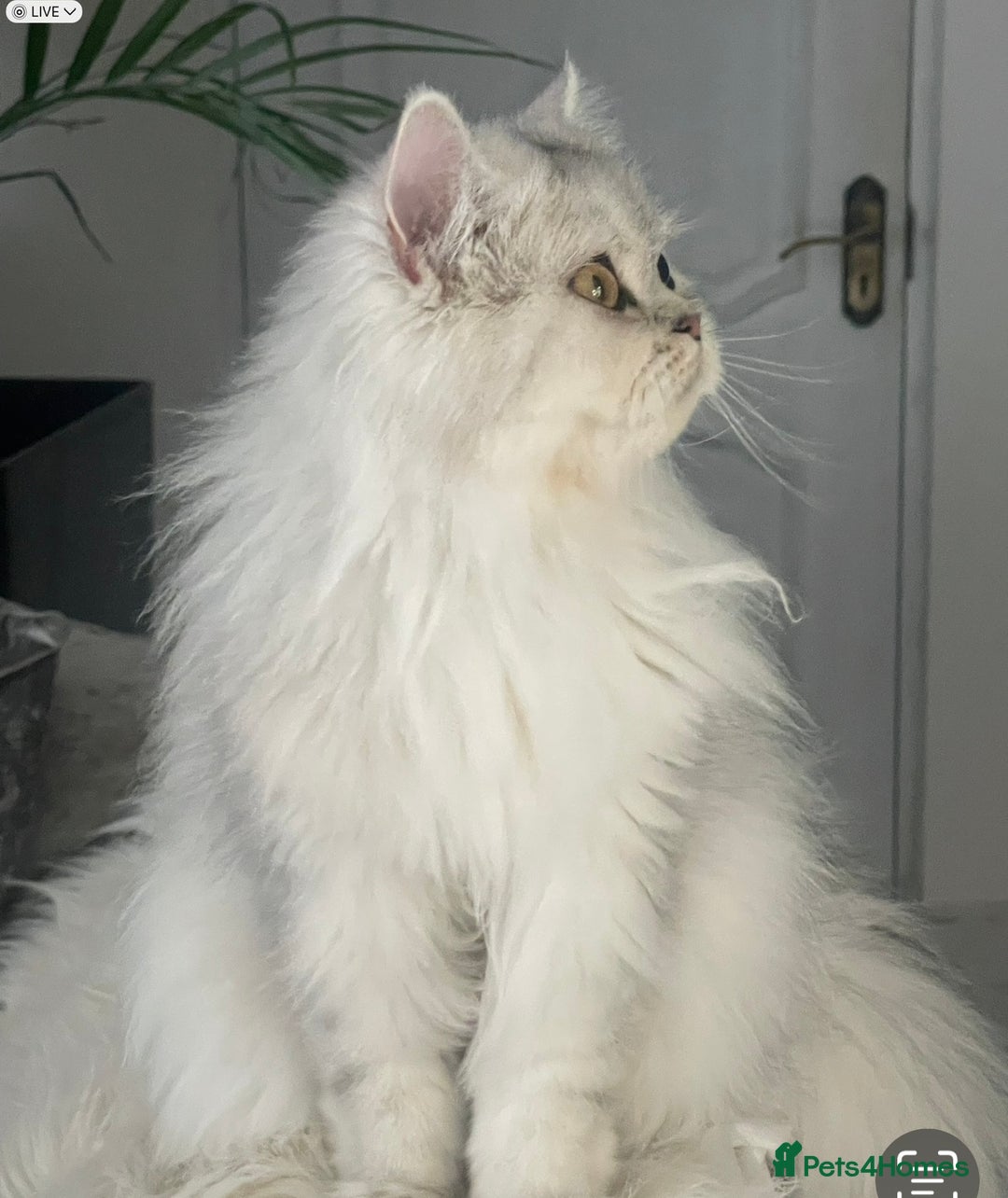 Persian cats for sale: Silver Persian chinchilla kitten - Image 2