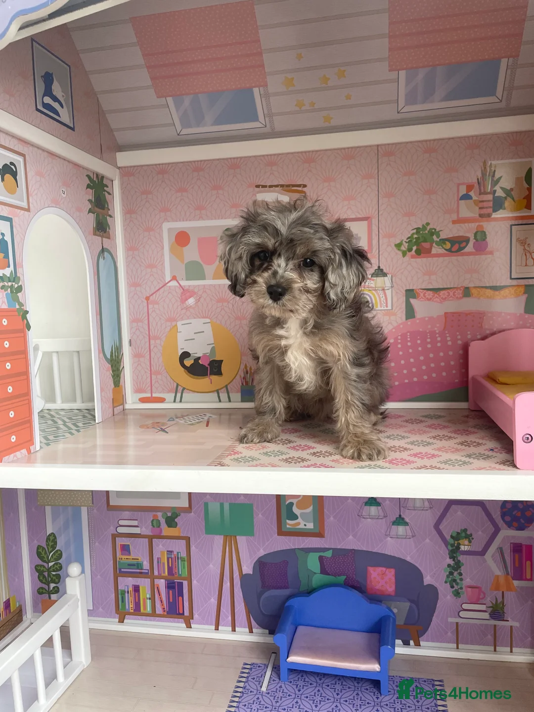 Cavapoo dogs for sale: Exceptional F1 B teddy bear cavapoo puppies  - Advert 2