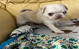Pug dogs for sale: 1 gorgeous pug boy  - Image 1