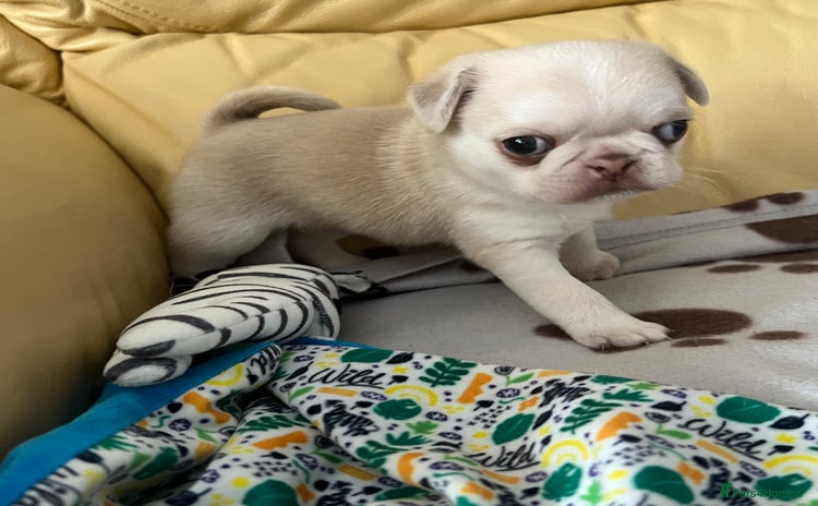 Pug dogs - Advert 7