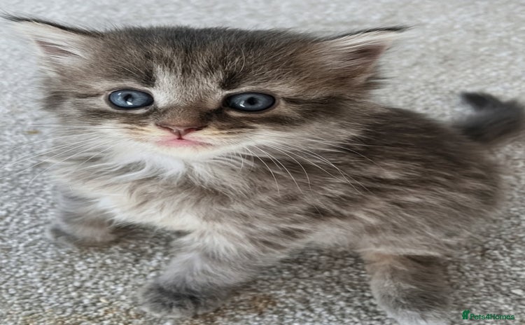 Maine Coon cats - Advert 10