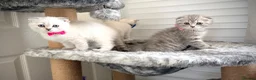 Scottish Fold cats for sale: Adorable Pure Scottish folded kittens 😍🥰 in Northampton - Advert 5