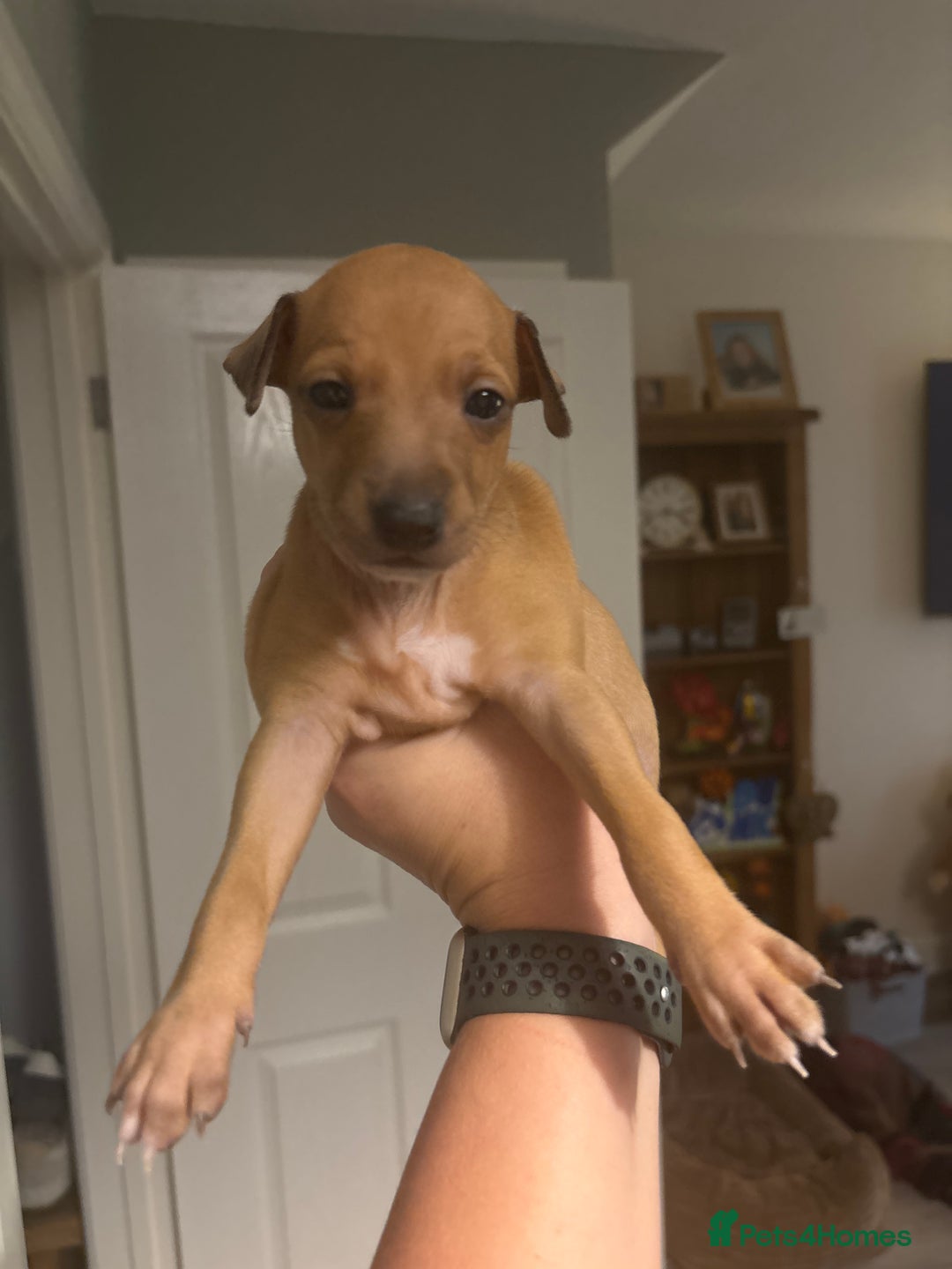 Italian Greyhound dogs for sale: 3 Italian greyhound puppies  - Advert 9