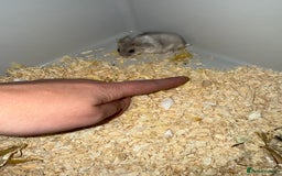 Hamster rodents for sale: Hamster - mini dwarf for sale - Image 2