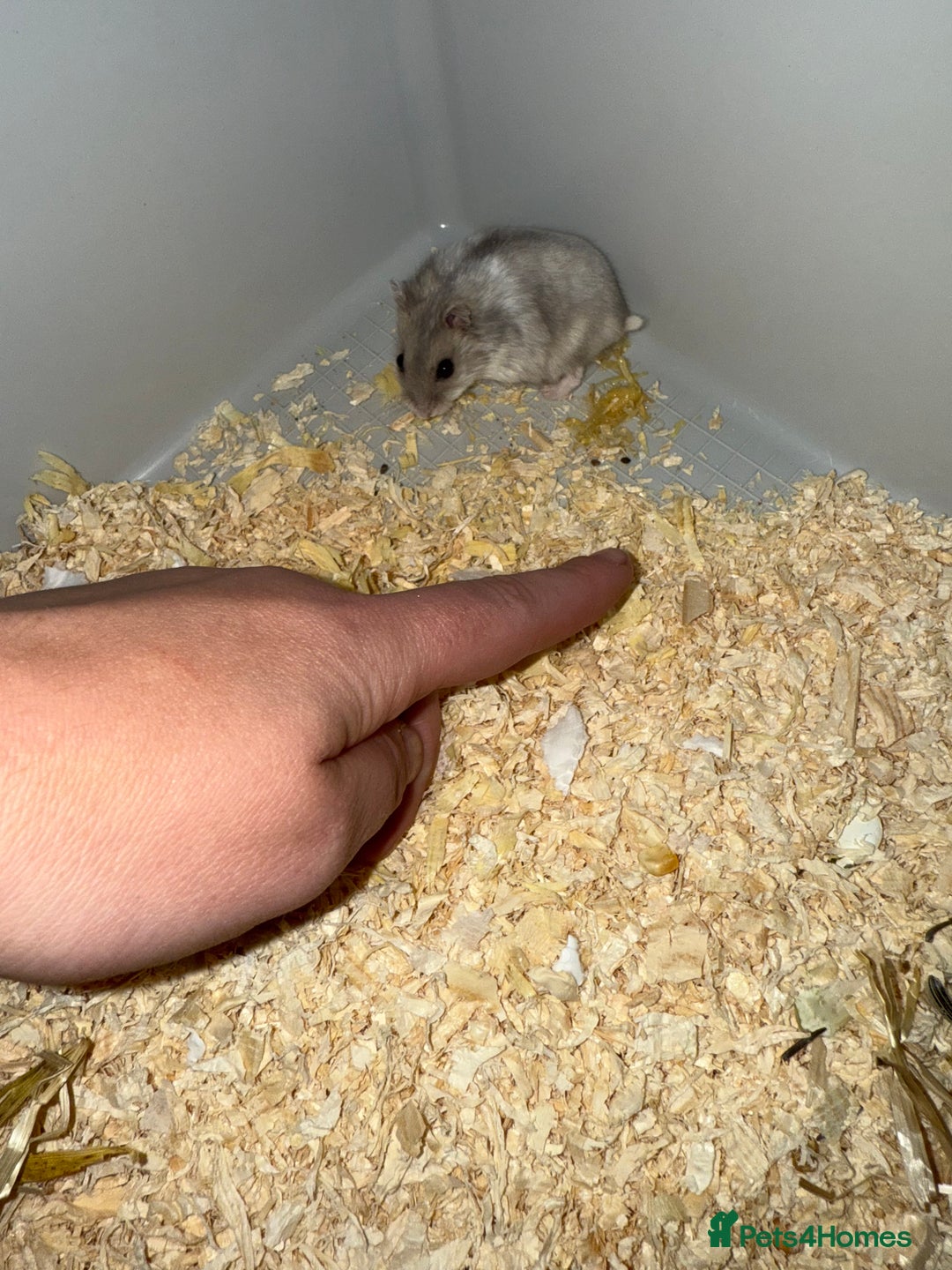 Hamster rodents for sale: Hamster - mini dwarf for sale - Image 2