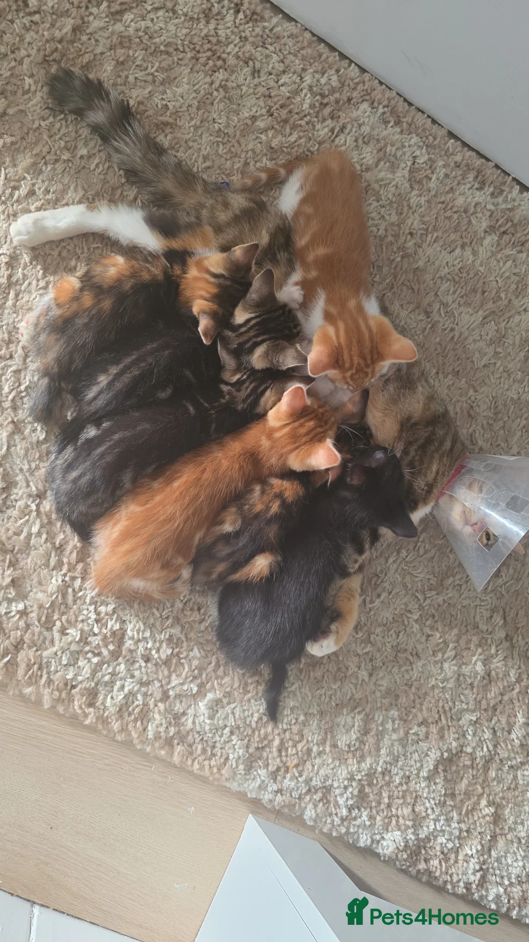 Mixed Breed cats for sale: Mixed breed kittens.  in Haddington - Advert 2