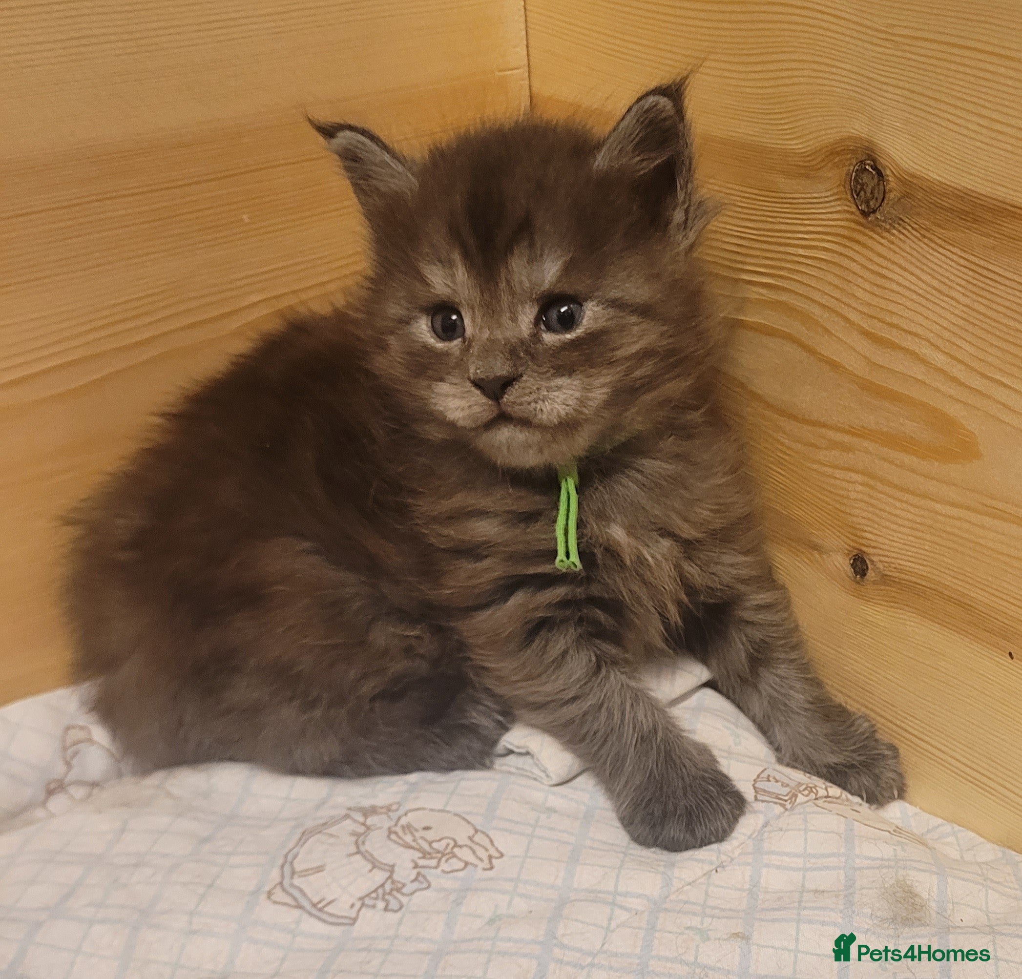 Maine Coon cats STUNNING Maine Coon Registered kittens - Advert 2