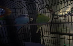 Budgerigars birds for sale: Two male budgies with cage for sale  - Image 2