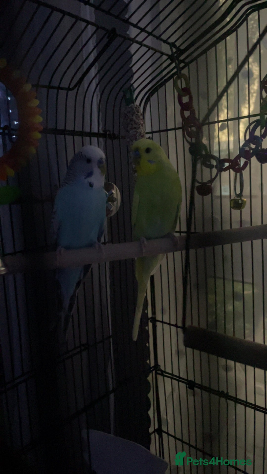 Budgerigars birds for sale: Two male budgies with cage for sale  - Image 2