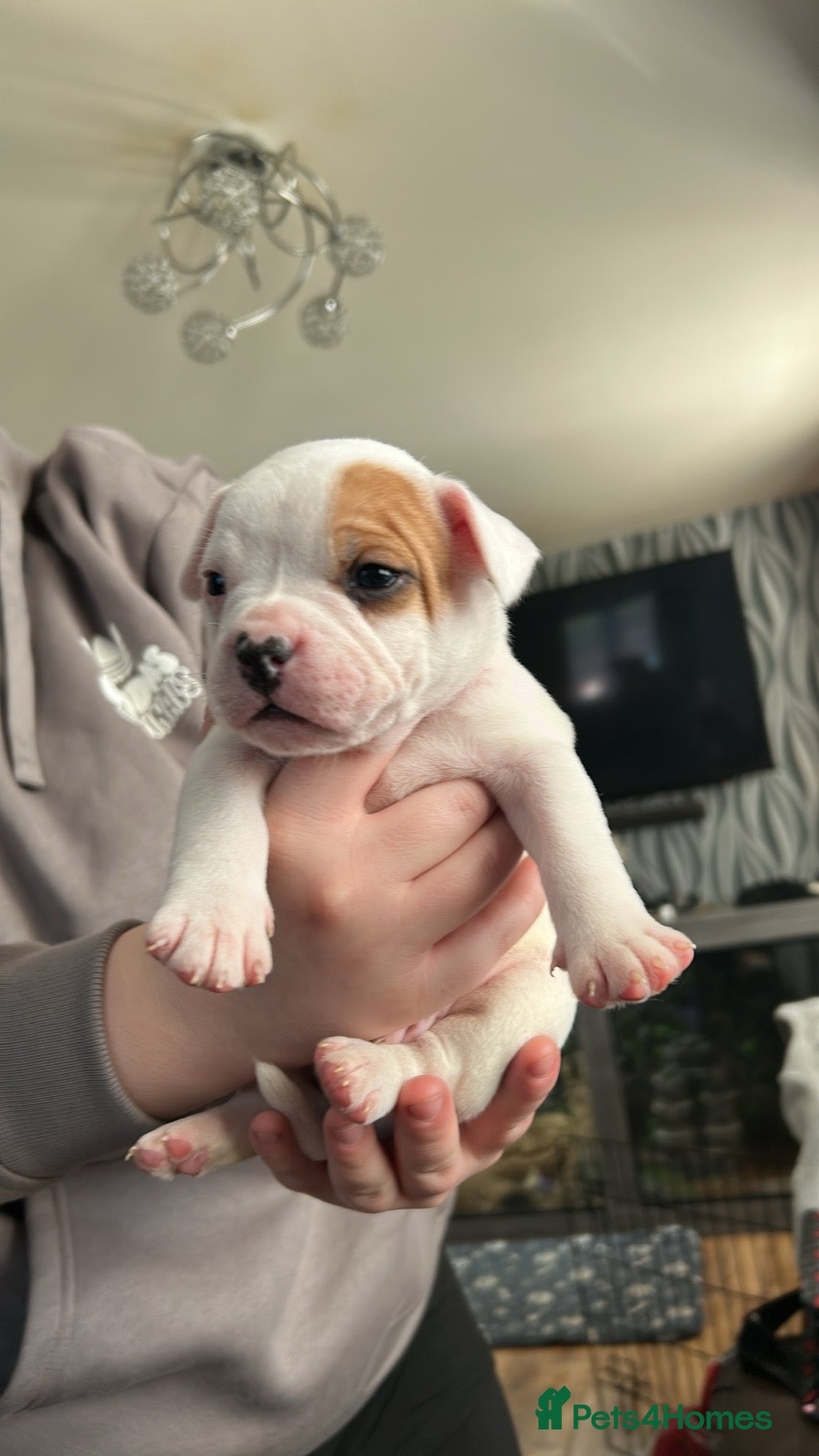Mixed Breed dogs for sale: French bulldog x American bulldog Ready Now  - Advert 30