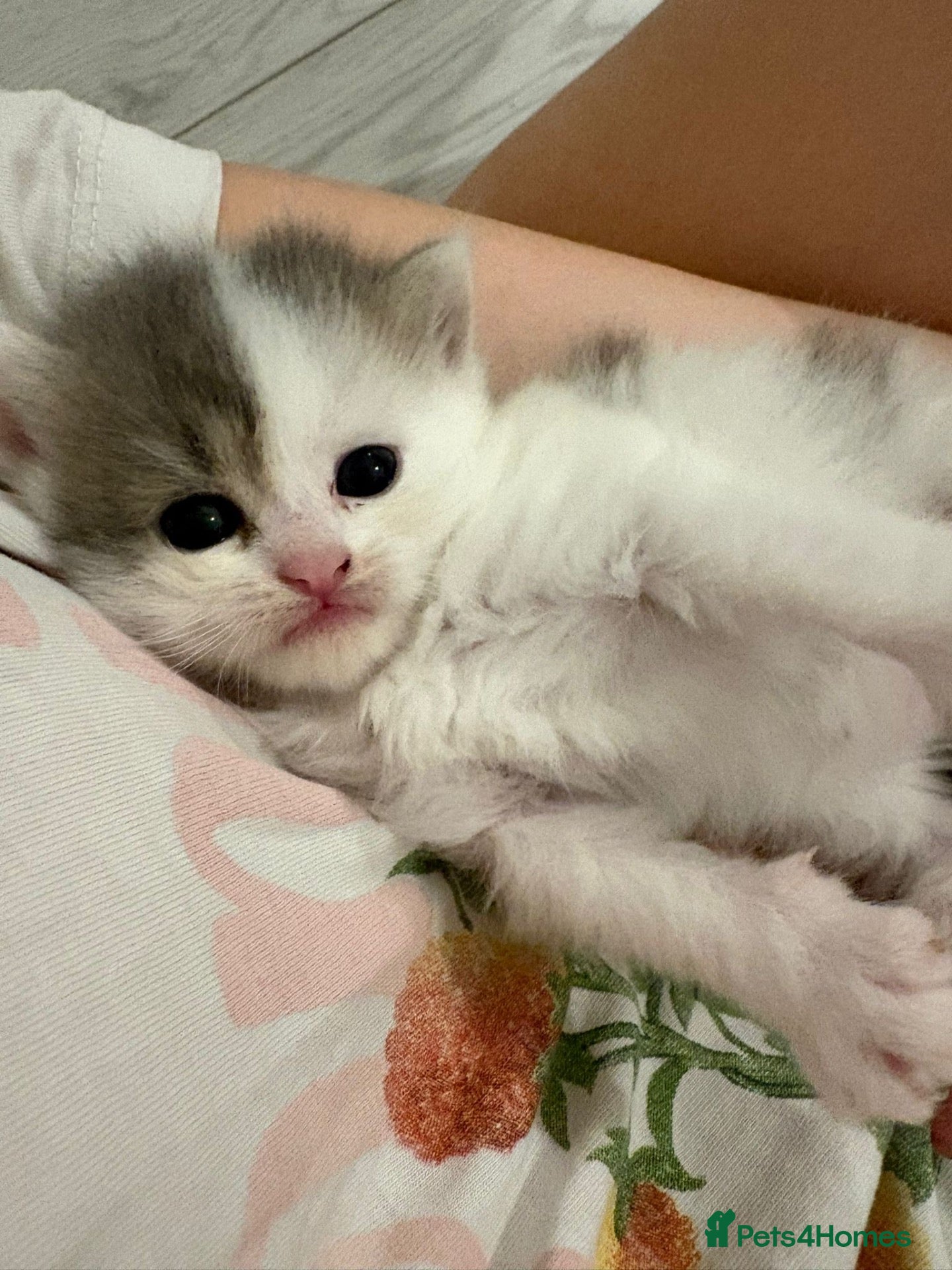 Mixed Breed cats Meet our three gorgeous half-Persian sisters  - Advert 3
