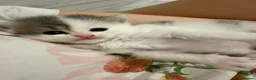 Mixed Breed cats for sale: Meet our three gorgeous half-Persian sisters  - Advert 1