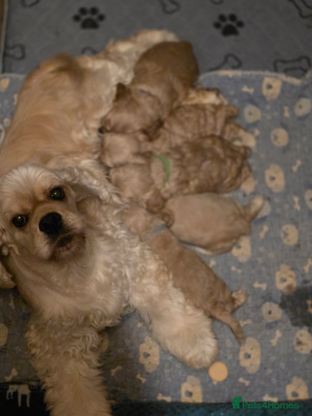 American Cocker Spaniel dogs for sale: Stunning Anerican Cocker spaniels girl - Advert 14