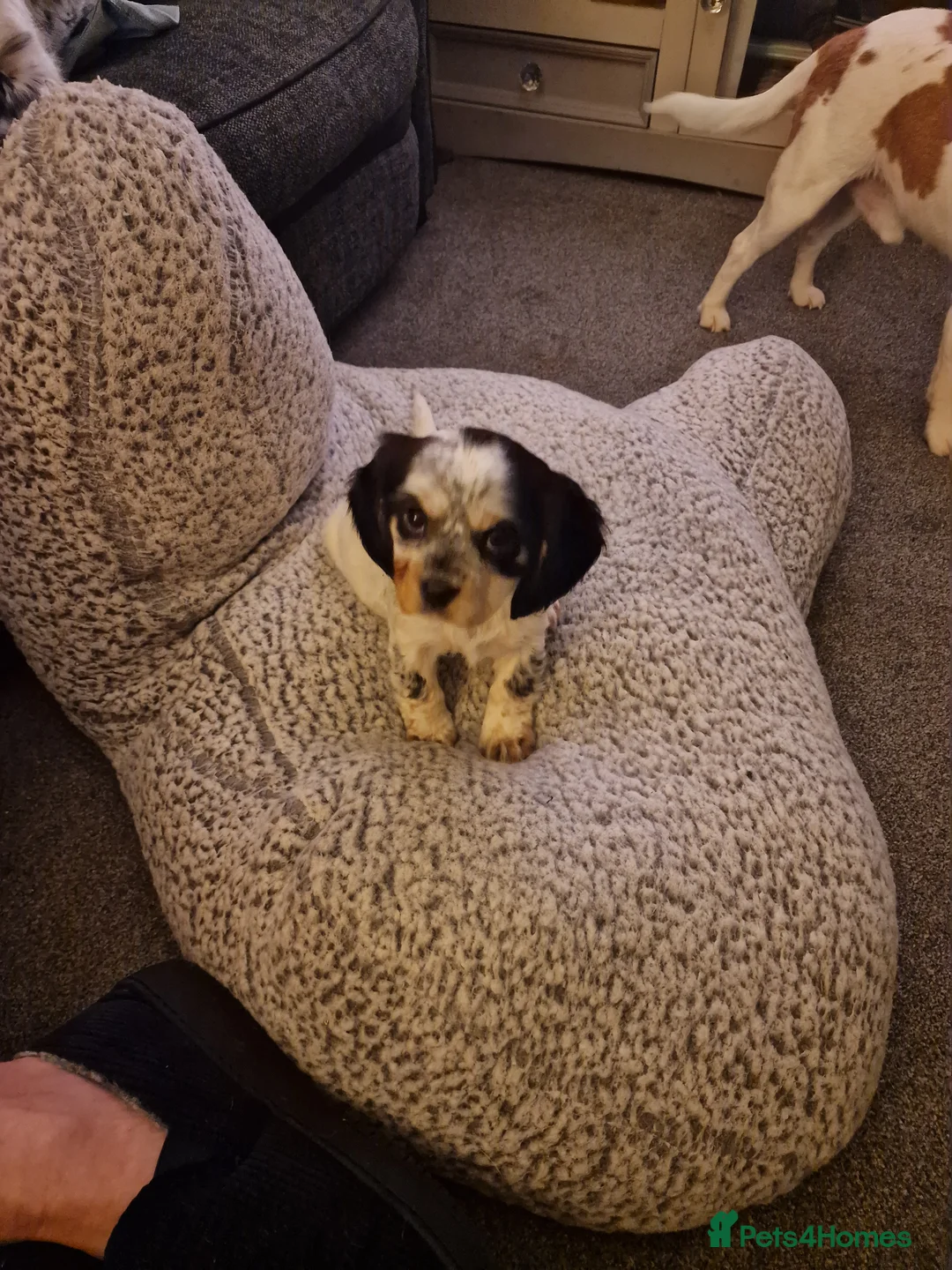 Mixed Breed dogs for sale: Bocker puppies - Advert 7