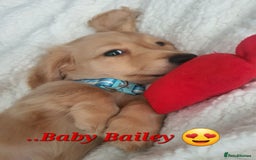 Miniature Dachshund dogs for stud: Beautiful KC Mini Long.H Full Eng. Cream Stud 🤍🐾 - Image 6