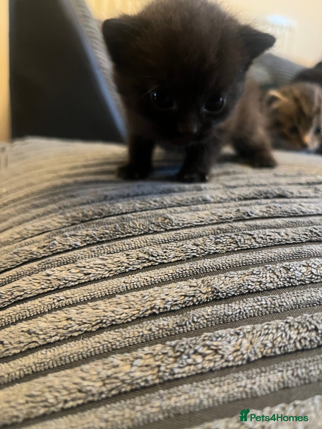 British Shorthair cats for sale: Black short hairs  - Advert 2