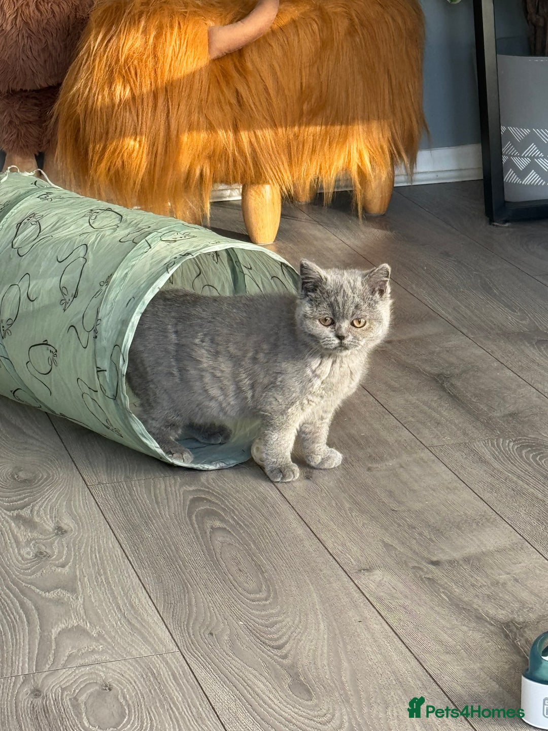 British Shorthair cats for sale: 1 left - Scottish Straight Blue Kittens  - Advert 8