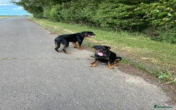 Rottweiler dogs for sale: 11 Pure bred Rottweiler - Image 8