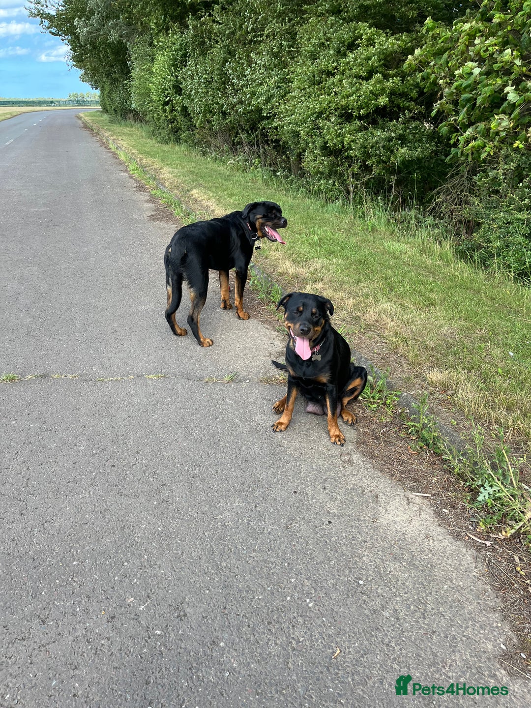 Rottweiler dogs for sale: 11 Pure bred Rottweiler - Image 8